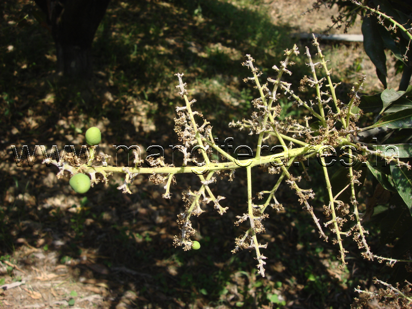 Powdery Mildew